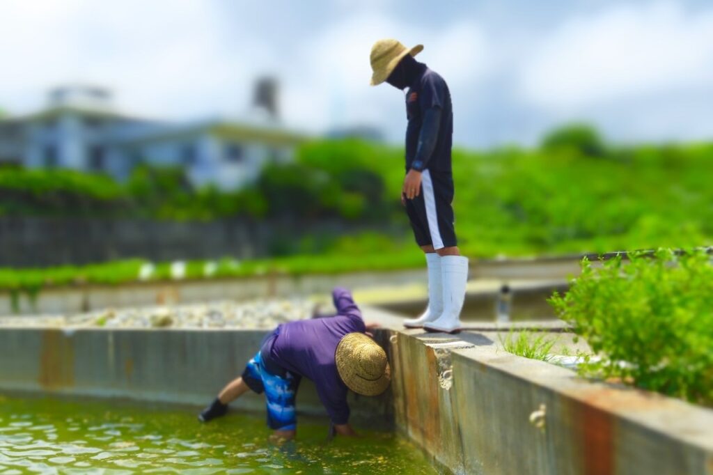 エナジック車海老養殖場 養殖場の拡大作業中 毎日池に潜ってます ちゅらマルシェ