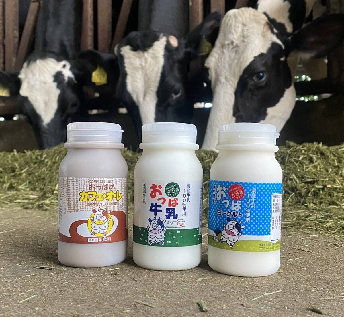 【有限会社おっぱ乳業】沖縄の大自然の恵みを受けた乳製品をお届けします。