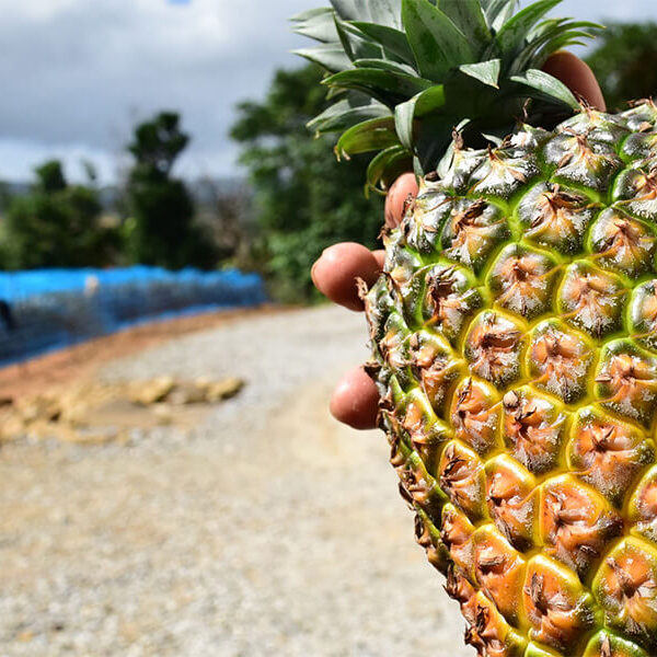 【県産品】生産量日本一の南国フルーツ、 沖縄のパイナップル