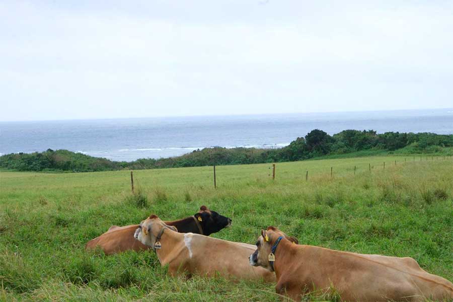 優雅に海を眺めている牛さんたちも