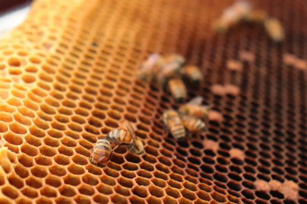 【INAHO FARM】2022年Bitter Honeyの採蜜の日