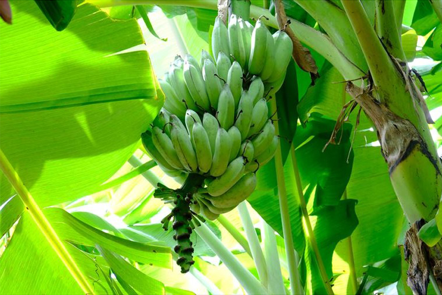 【沖縄県産品】アップルバナナや銀バナナなど品種が豊富な県産バナナ