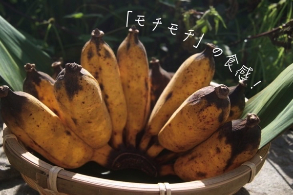 【マルエスファーム】アップルバナナ販売ストップのお知らせ