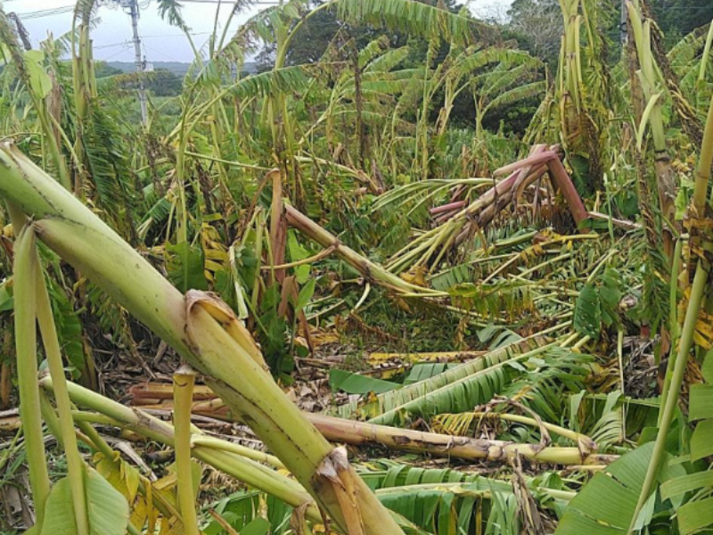 【マルエスファーム】台風による甚大な被害！アップルバナナの対策