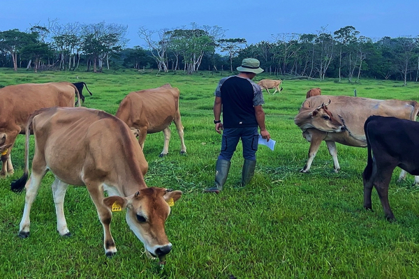 【INAHO FARM】牛への愛情たっぷり感じた キャッチー生中継の裏側！