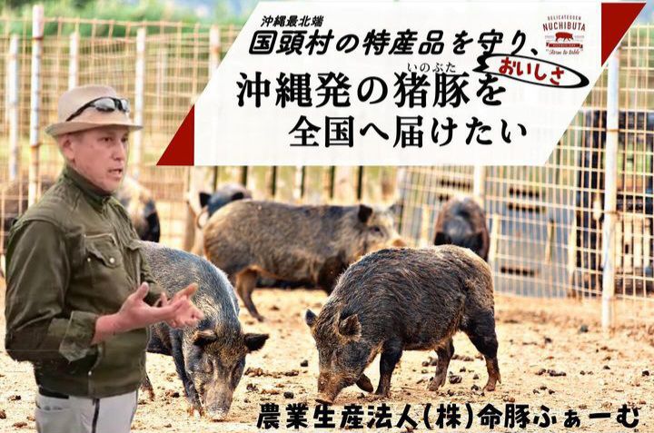【命豚ふぁーむ】＼国頭村の特産品 猪豚を助けてください／クラウドファンディングに挑戦。
